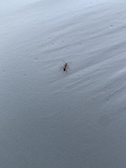 Camponotus inaequalis