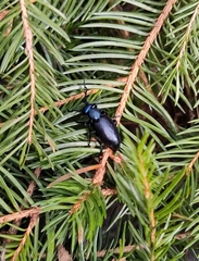 Meloe proscarabaeus
