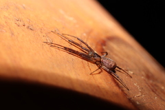 Tetragnathidae