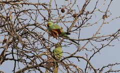 Psittacula krameri