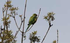 Psittacula krameri