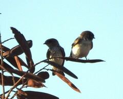 Petrochelidon fluvicola