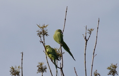 Psittacula krameri