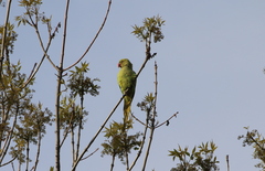 Psittacula krameri