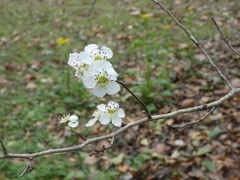 Crataegus aestivalis