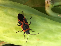Lygaeus kalmii angustomarginatus