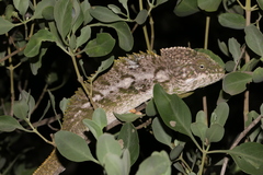 Furcifer verrucosus