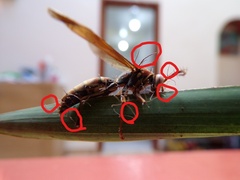 Ophiocordyceps humbertii