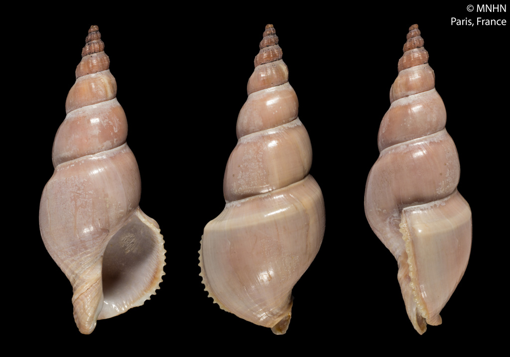 Northia northiae