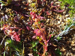 Rumex bucephalophorus
