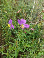 Rhexia cubensis