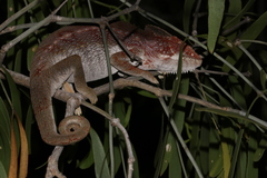Furcifer verrucosus