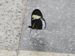 Heliconius cydno
