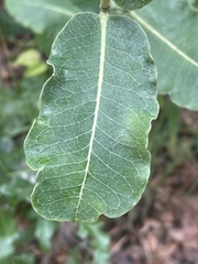 Asclepias amplexicaulis