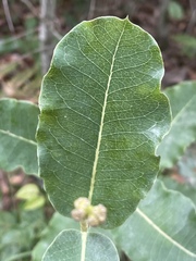 Asclepias amplexicaulis