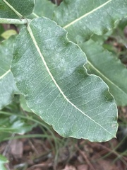 Asclepias amplexicaulis