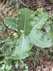 Asclepias amplexicaulis