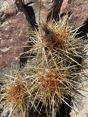 Austrocactus coxii