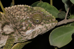 Furcifer verrucosus