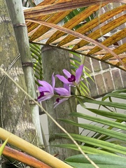 Laelia anceps