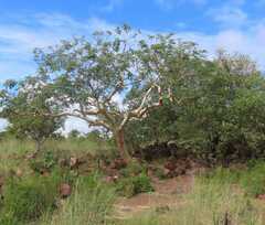 Albizia tanganyicensis