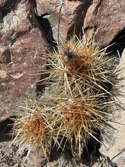 Austrocactus coxii