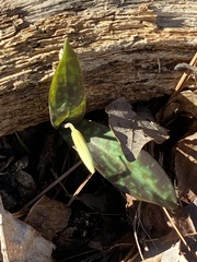 Erythronium umbilicatum