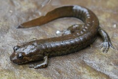 Desmognathus amphileucus