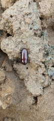 Coleoptera
