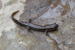 Desmognathus amphileucus