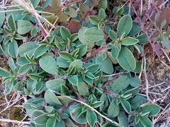 Tripodion tetraphyllum