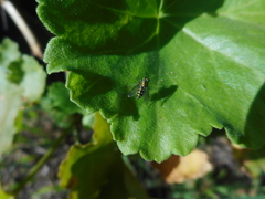 Condylostylus longicornis