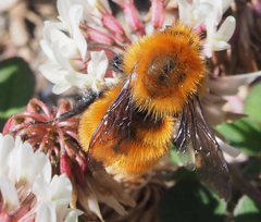 Bombus dahlbomii