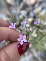 Gilia scopulorum