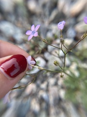 Gilia scopulorum