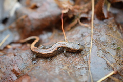 Desmognathus ocoee