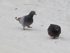 Columba livia domestica