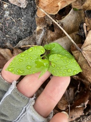 Endodeca serpentaria