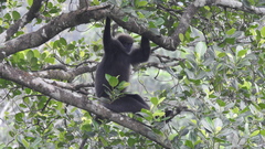 Semnopithecus vetulus