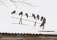 Columba livia domestica