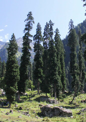 Picea smithiana