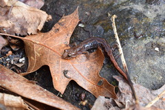 Desmognathus ocoee