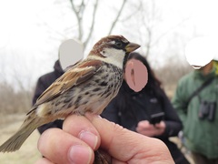 Passer hispaniolensis