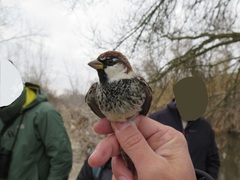 Passer hispaniolensis