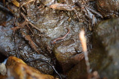 Desmognathus ocoee