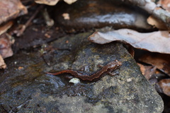 Desmognathus ocoee