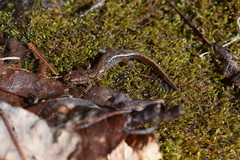 Desmognathus ocoee