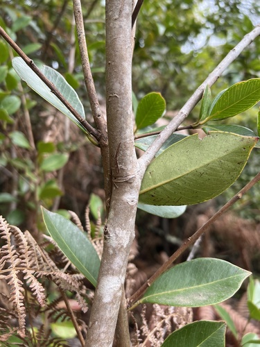 Myrtaceae image