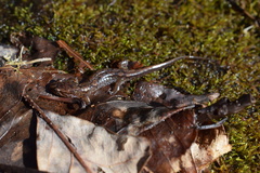 Desmognathus ocoee