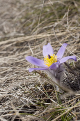 Pulsatilla grandis
